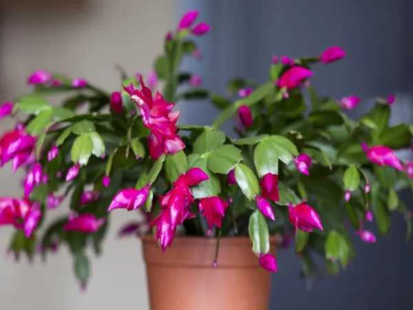 Christmas_Cactus_Plant_Without_Pot_4