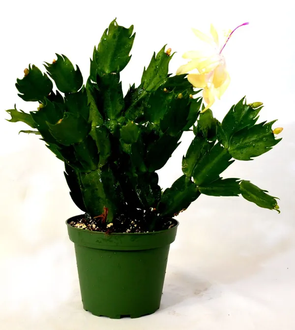 Christmas_Cactus_Plant_Without_Pot_(1.5-3_Feet_Height_Pack_Of_1)