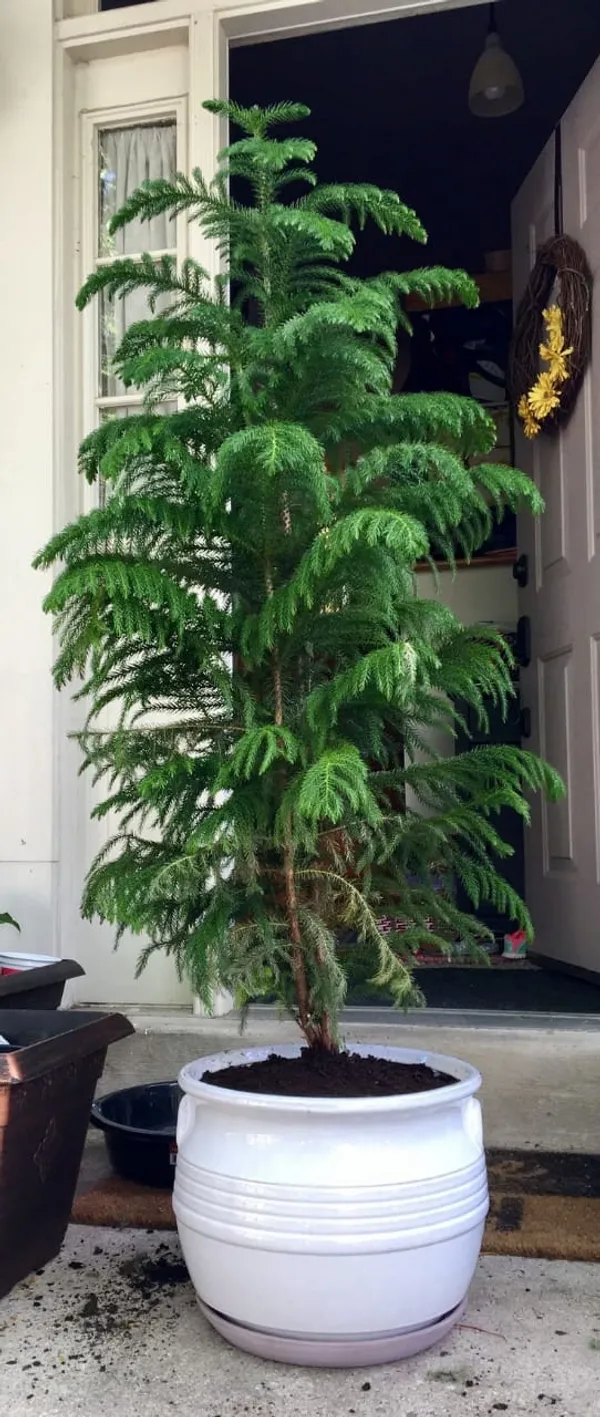 Christmas_Tree_Hybrid_Plant_3