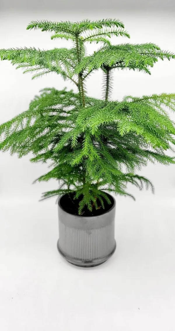 Christmas_Tree_Hybrid_Plant_8