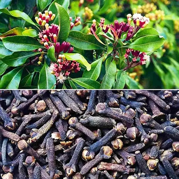 Clove_Plant_|_Labango_Plant_(Pack_Of_1)