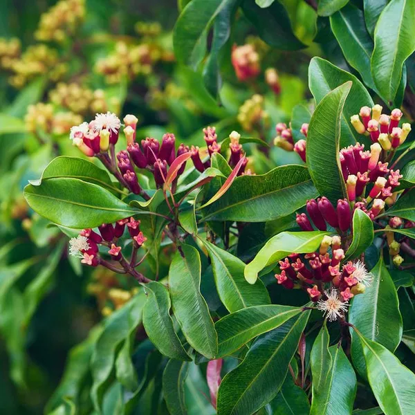 Clove_Plant_|_Labango_Plant_(Pack_Of_1)