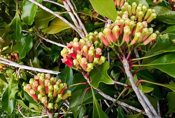 Clove_Plant_|_Labango_Plant_(Pack_Of_1)