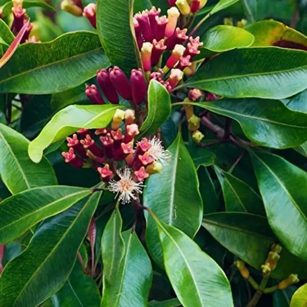 Clove_Plant_|_Labango_Plant_(Pack_Of_1)