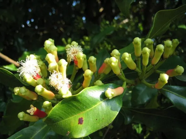 Clove_Plant_|_Labango_Plant_(Pack_Of_1)