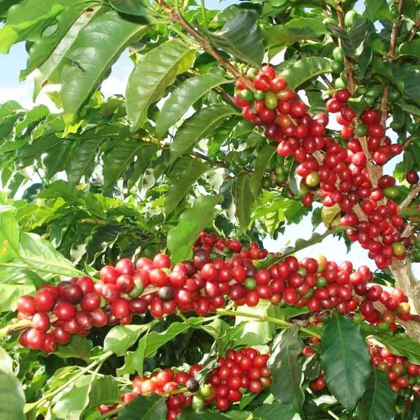 Coffee_Fruit_Plant