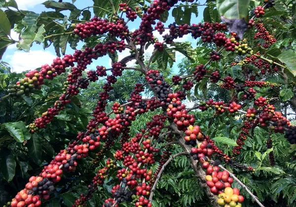 Coffee_Fruit_Plant
