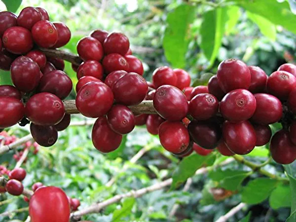 Coffee_Fruit_Plant