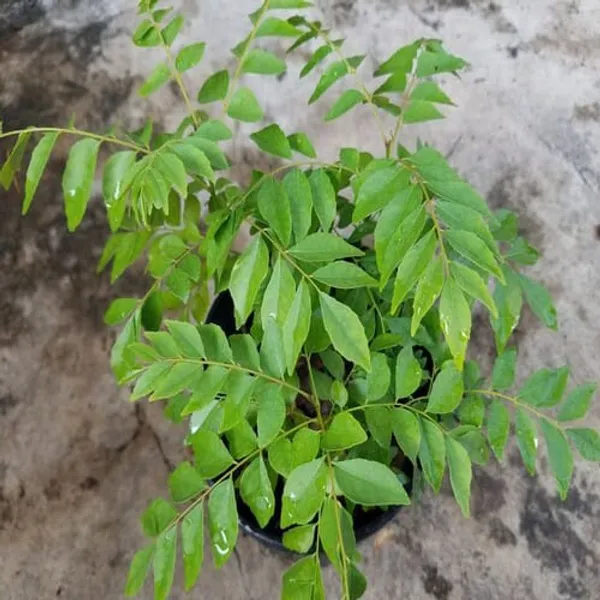 Curry_Patta_|_Curry_Leave_Plant