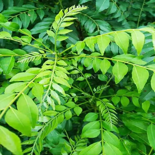 Curry_Patta_|_Curry_Leave_Plant