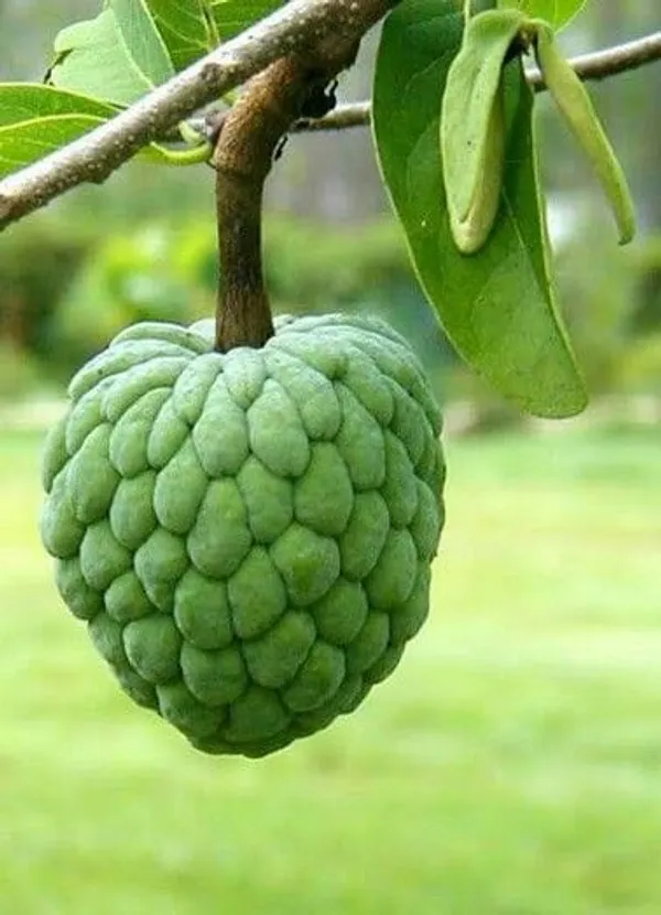 Custard_Apple_Plant