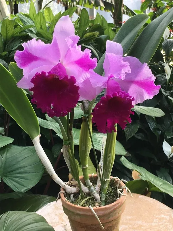 DENDROBIUM_ORCHID_PLANT_BY_COLOR_17