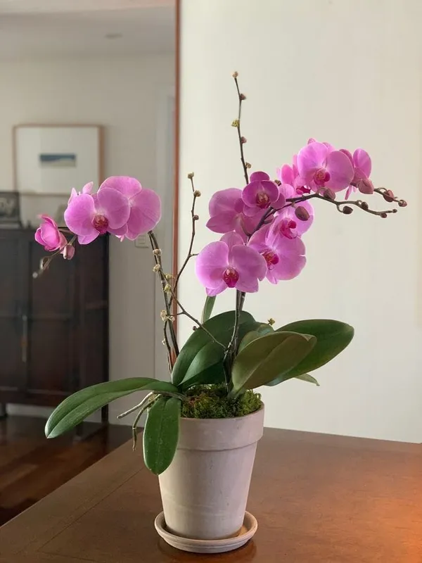DENDROBIUM_ORCHID_PLANT_BY_COLOR_1