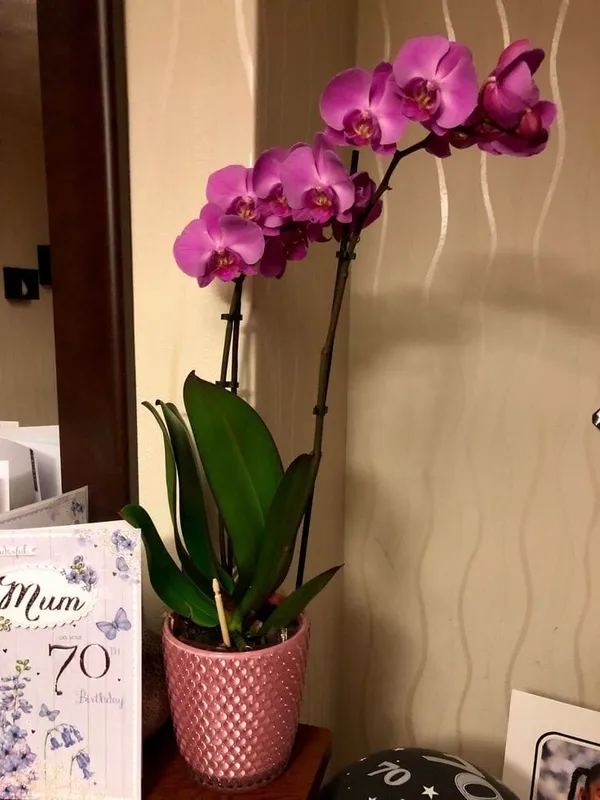 DENDROBIUM_ORCHID_PLANT__(1.5-2_Feet_Height_Pack_Of_1)