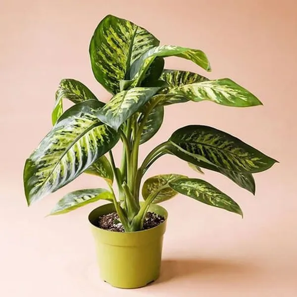 Dieffenbachia_Plant_|_Indoor_And_Outdoor_Plant_|_Pack_of_1