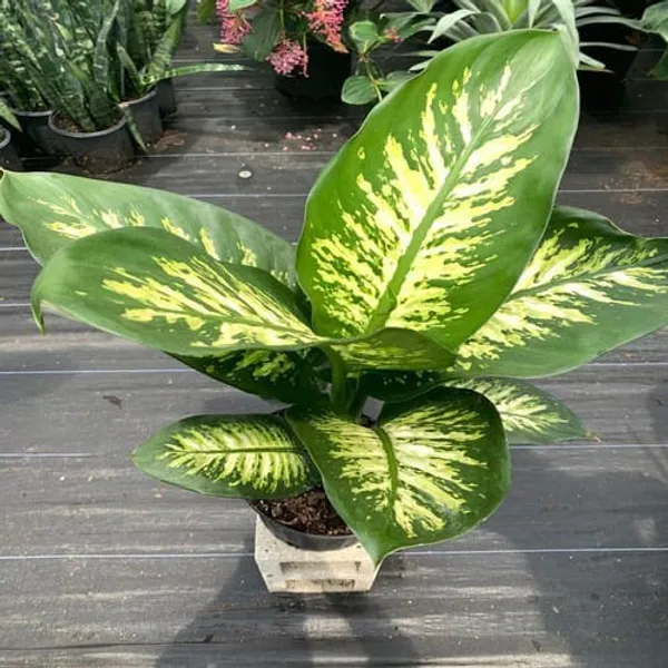 Dieffenbachia_Plant_|_Indoor_And_Outdoor_Plant_|_Pack_of_1