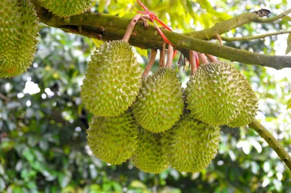 Durian_Fruit_Plant
