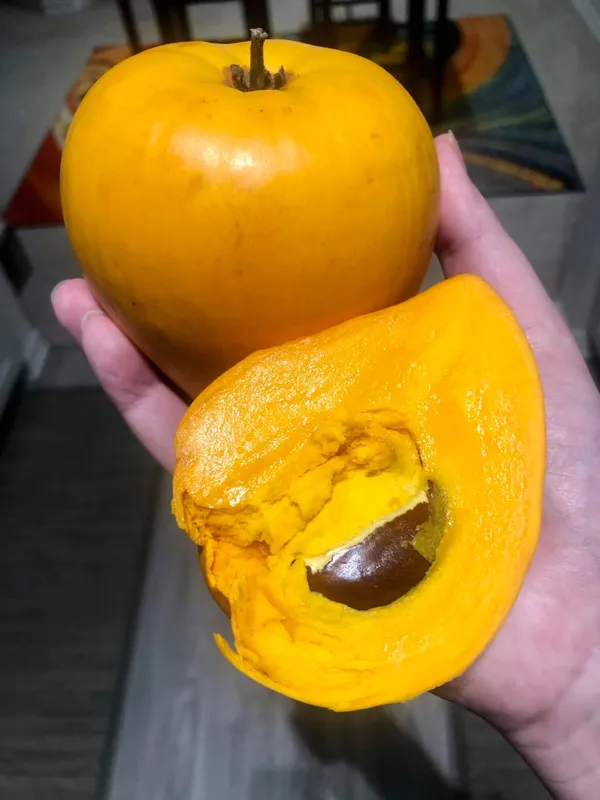 Egg_Fruit_Plant