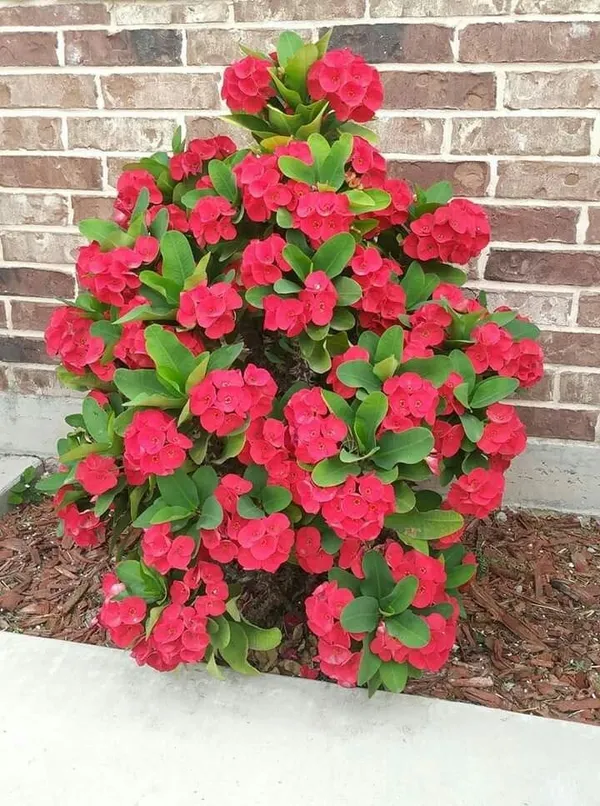 Euphorbia_Red_Flower_Plant