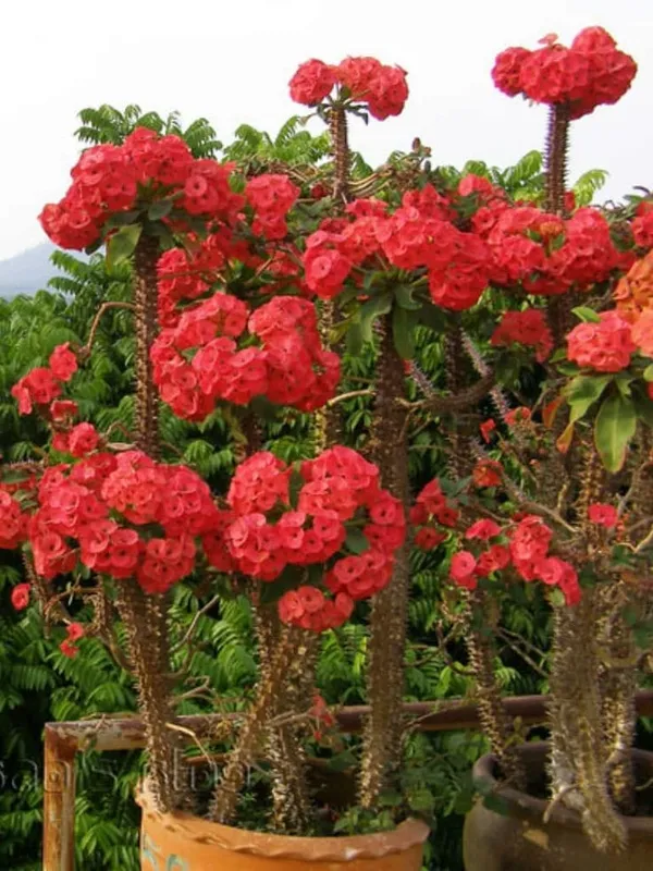 Euphorbia_Red_Flower_Plant