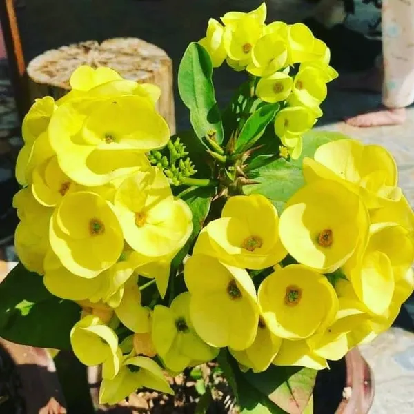 Euphorbia_Yellow_Flower_Plant_(Mili)