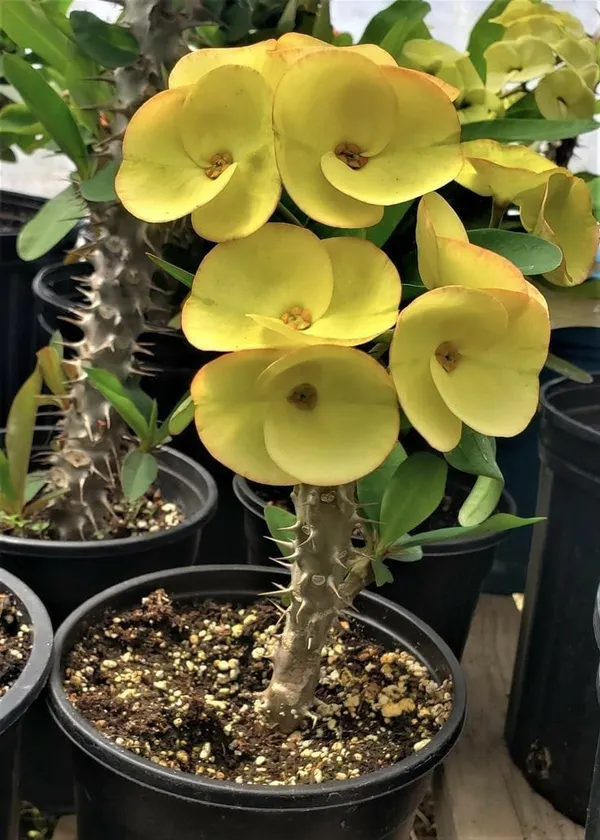 Euphorbia_Yellow_Flower_Plant_(Mili)