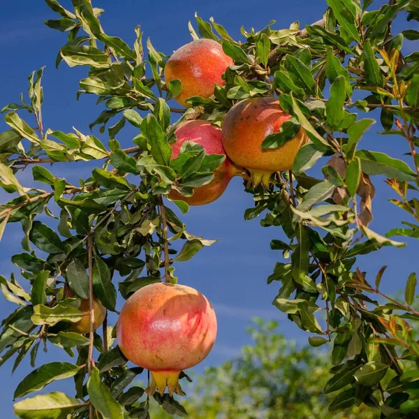 Eversweet_Pomegranate_Fruit_Plant