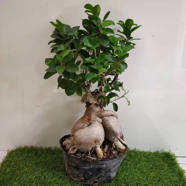 bonsai jena Jade Haven Bonsai