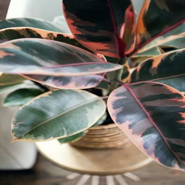 Ficus_Rubber_Plant_Variegata_|_Indoor_&_Outdoor