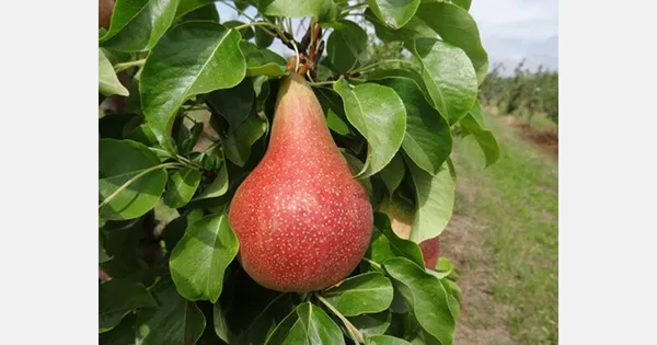 Red_Pear(_Naspati)_Fruit_Plant_(1.5-2_Feet_Height_Pack_Of_1)