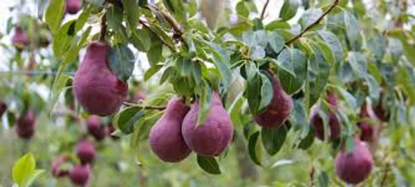 Red_Pear(_Naspati)_Fruit_Plant_(1.5-2_Feet_Height_Pack_Of_1)