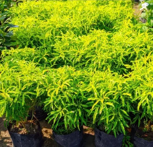 Gold_Aralia_|_Indoor_Plant