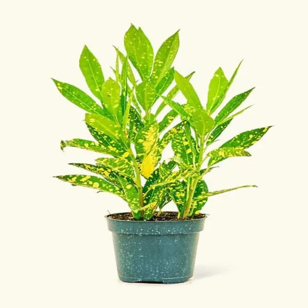 Gold_Dust_Croton_Indoor_Plant_For_Home_(Without_Pot)