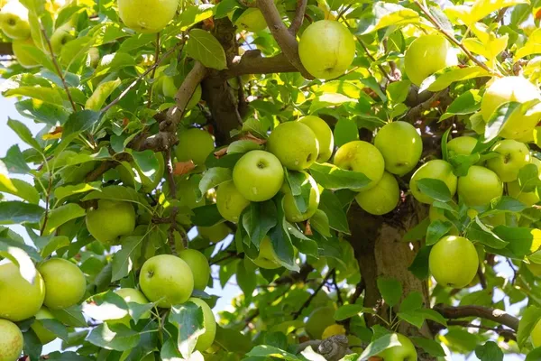 Golden_Grafting_Apple_Plant