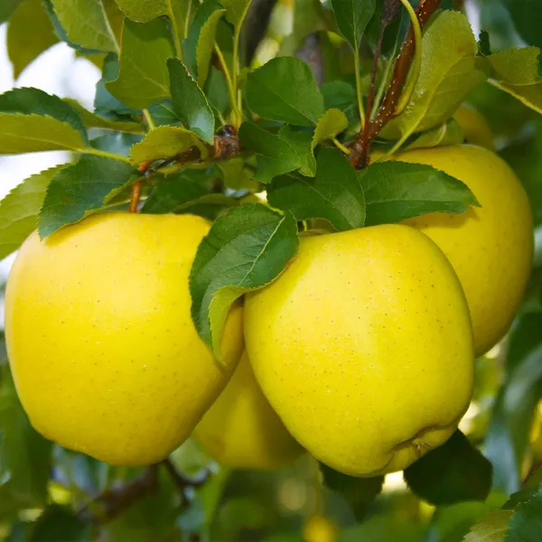 Golden_Grafting_Apple_Plant