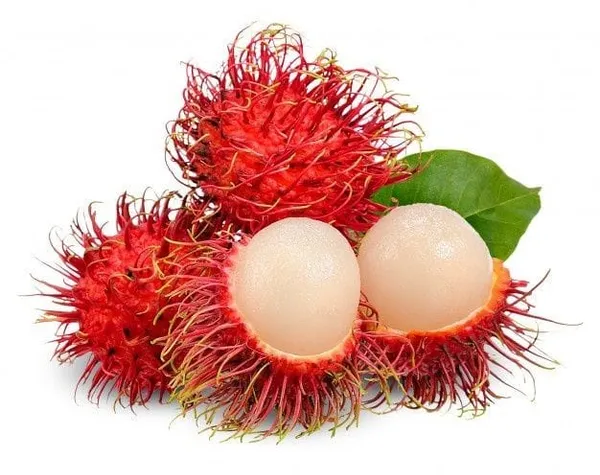 Grafting_Rambutan_Fruit_Plant