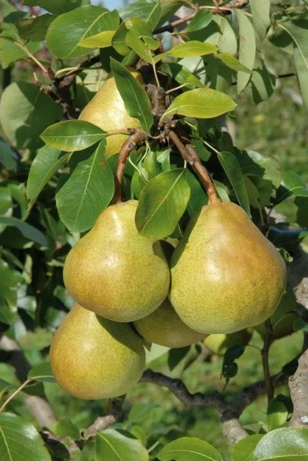 Green_Pear_Fruit_Plant_Naspati_(1.5-3_Feet_Height_Pack_Of_1)
