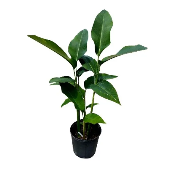 HELICONIA_ROSTRATA_FLOWERING_PLANTS
