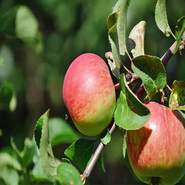 HRMN-99_Apple_Plant_green_|_Hybrid_Grafted_Plant_|_Pack_of_1