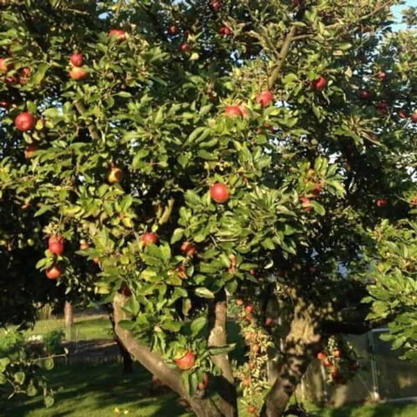 HRMN-99_Apple_Plant_green_|_Hybrid_Grafted_Plant_|_Pack_of_1