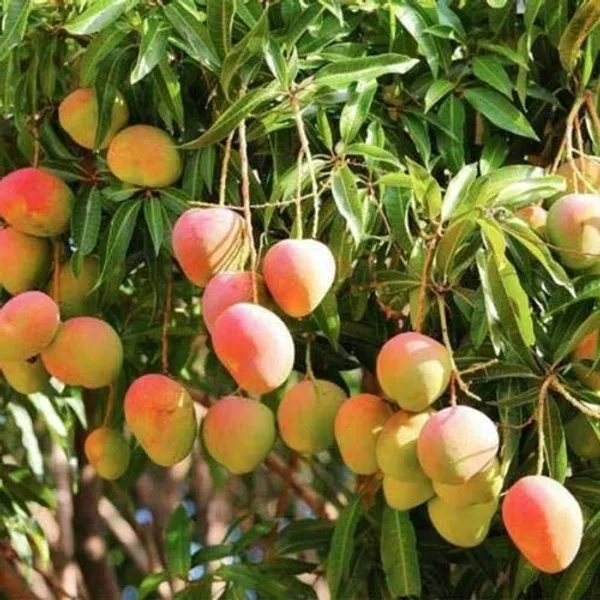 Hapus_Mango_Grafting_Plant