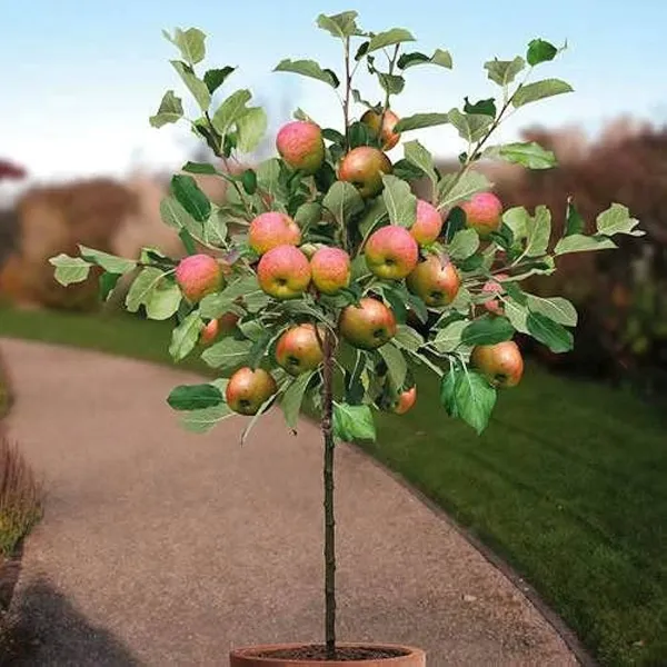 Hrmn_99_apple_plant_|_Hybrid_and_Grafting_plant_(1.5-3_Feet_Height_Pack_Of_1)