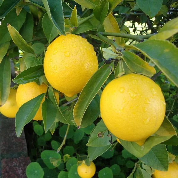 Hybrid_All_Time_Kagzi_Lemon_Plant_|_Grafting_Plant_(1.5-3_Feet_Height_Pack_Of_1)
