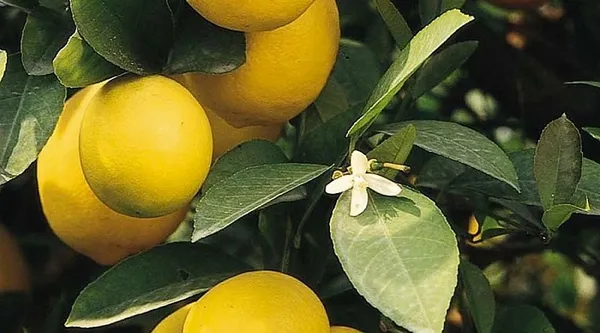Hybrid_All_Time_Kagzi_Lemon_Plant_|_Grafting_Plant_(1.5-3_Feet_Height_Pack_Of_1)