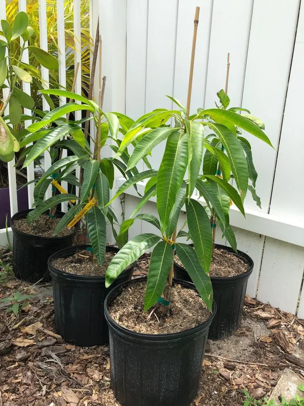 Hybrid_All_Time_Mango_Plant_(_Grafting,_Pack_Of_1)