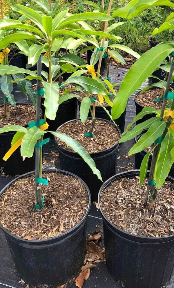 Hybrid_All_Time_Mango_Plant_(_Grafting,_Pack_Of_1)