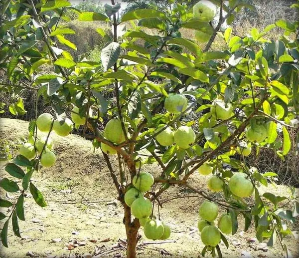 Hybrid_Baraipur_Guava_Plant