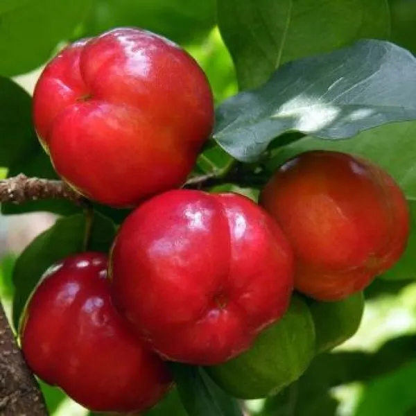 Hybrid_Barbados_Cherry_Plant