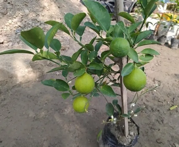 Hybrid_Big_Green_Orange_Plant_|_Grafted_Pplant