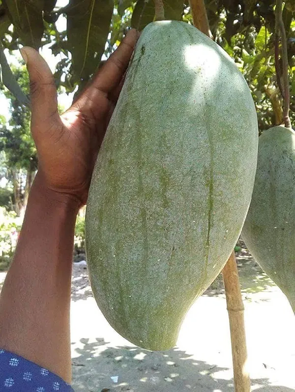 Hybrid_Brunei_King_Mango_Grafting_Plant_(1.5-3_Feet_Height_Pack_Of_1)